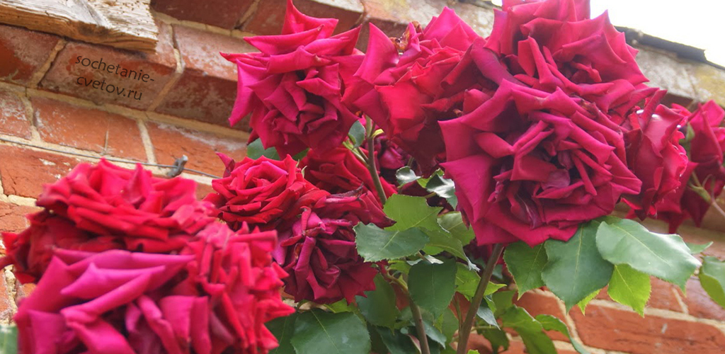 малиновые розы фото